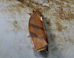 Argyrotaenia juglandana