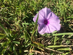 Ipomoea cairica
