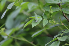 Callophrys chalybeitincta