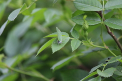 Callophrys chalybeitincta