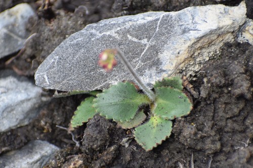 Image of Micranthes reflexa by (c) Syd Cannings, some rights reserved (CC BY)