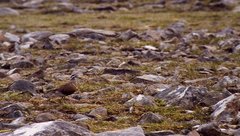 Charadrius morinellus