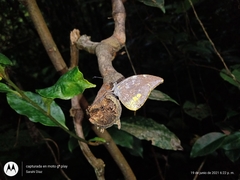 Lieinix nemesis atthis