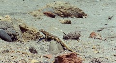 Microlophus peruvianus