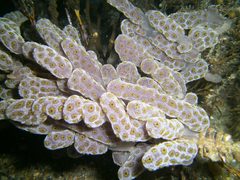 Botrylloides perspicuus