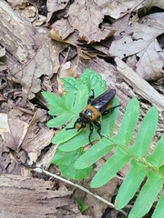 Laphria lata