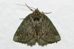 Dindica polyphaenaria