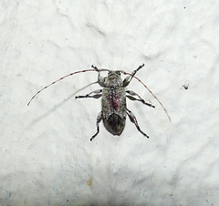 Sternidius mimeticus