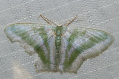 Maxates thetydaria