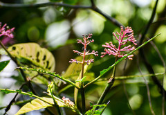 Palicourea lasiantha