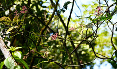 Palicourea lasiantha