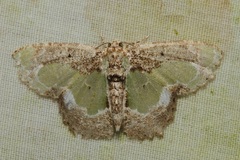 Eucyclodes discipennata