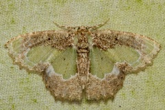 Eucyclodes discipennata