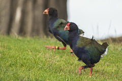 Porphyrio hochstetteri