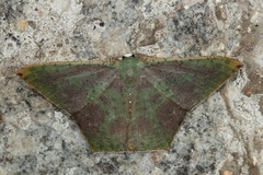 Neohipparchus hypoleuca