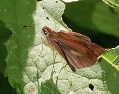 Synapte salenus