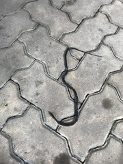 Coelognathus flavolineatus