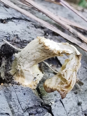 Pleurotus cornucopiae