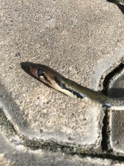 Coelognathus flavolineatus