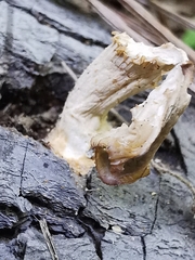 Pleurotus cornucopiae