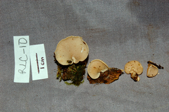 Panellus pusillus