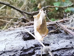 Pleurotus cornucopiae