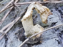 Pleurotus cornucopiae