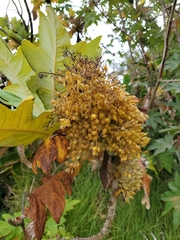Bocconia frutescens