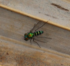 Condylostylus pruinosus