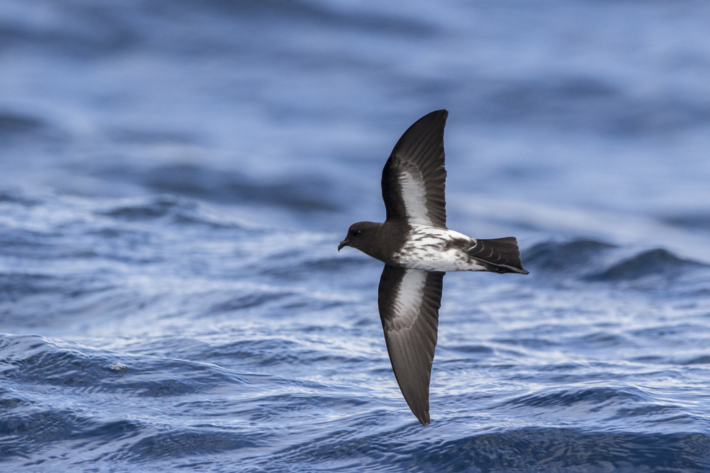 New Zealand Storm-Petrel (Fregetta maoriana) photo