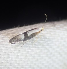 Argyresthia spinosella