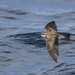 Southern Storm-Petrels - Photo (c) Oscar Thomas, some rights reserved (CC BY-NC-ND), uploaded by Oscar Thomas