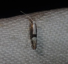 Argyresthia spinosella