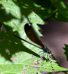 Calopteryx maculata