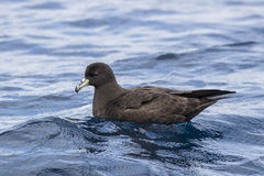 Procellaria parkinsoni