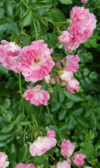 Rosa gallica