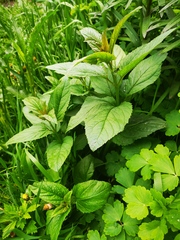Magnoliopsida