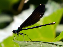 Calopteryx maculata