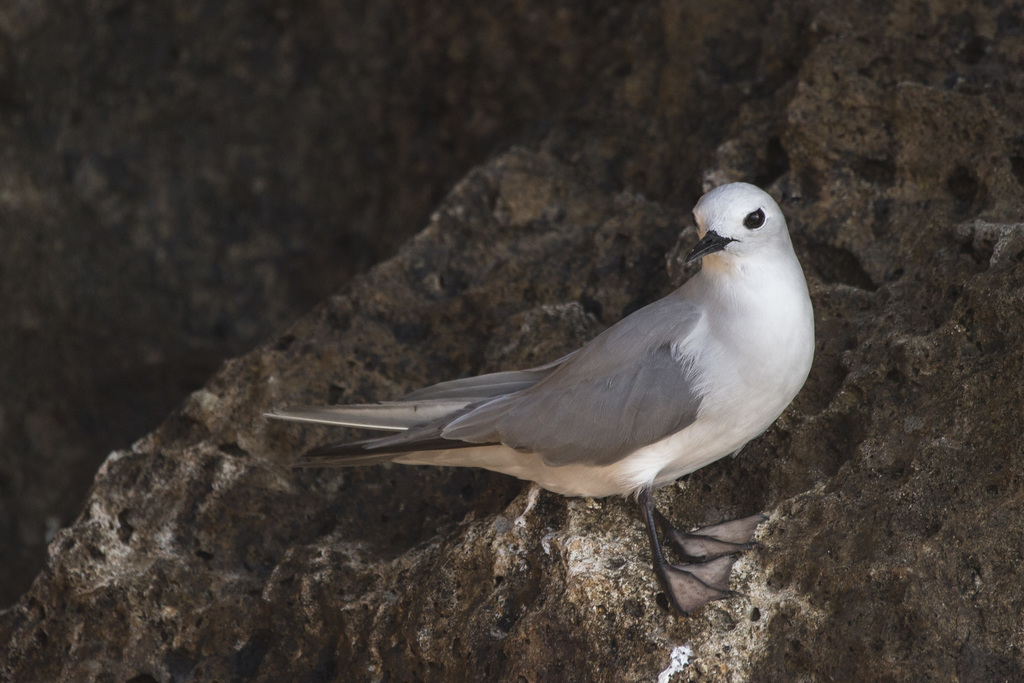 Gray Noddy (Anous albivitta) photo