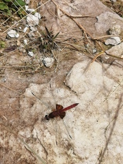 Erythrodiplax ines