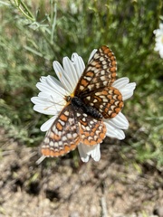 Euphydryas editha
