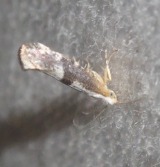 Argyresthia spinosella