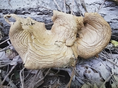 Pleurotus cornucopiae