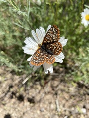 Euphydryas editha