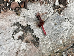Erythrodiplax ines