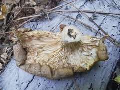 Pleurotus cornucopiae