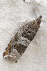 Ancylis achatana