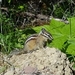 Selkirk Least Chipmunk - Photo (c) Chris, some rights reserved (CC BY-NC), uploaded by Chris