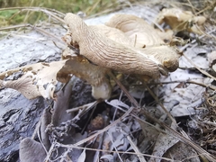 Pleurotus cornucopiae