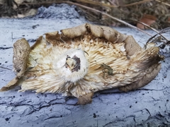 Pleurotus cornucopiae